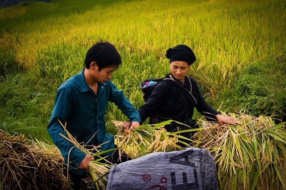 Một gia đình thu hoạch lúa