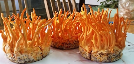 Khi ngọn có màu vàng đậm hơn phần thân nấm, lúc đó bào tử bắt đầu xuất hiện, tiến hành thu hoạch đông trùng hạ thảo. Khi ngọn có màu vàng đậm hơn phần thân nấm, lúc đó bào tử bắt đầu xuất hiện, tiến hành thu hoạch đông trùng hạ thảo.