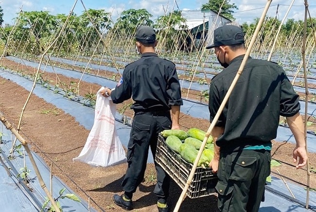 Thu gom rau, củ, quả tại vườn