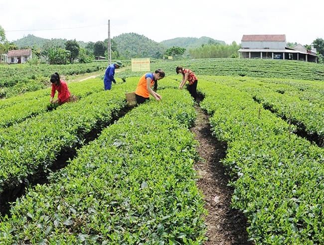 Vùng sản xuất chè sạch tại bản Ven, xã Xuân Lương, huyện Yên Thế. (Ảnh: AT)