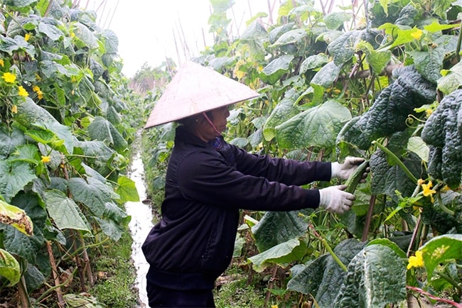 Mô hình chuyển đổi đất lúa sang trồng dưa chuột tại xã Canh Nậu, huyện Yên Thế cho hiệu quả kinh tế cao