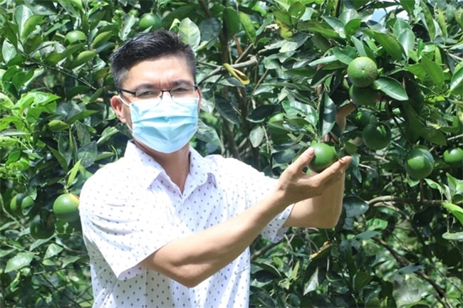 Trang trại của anh Hào hiện có diện tích rộng gần 5ha, chủ yếu trồng cam và chanh, mỗi năm cho thu nhập 600 - 700 triệu đồng