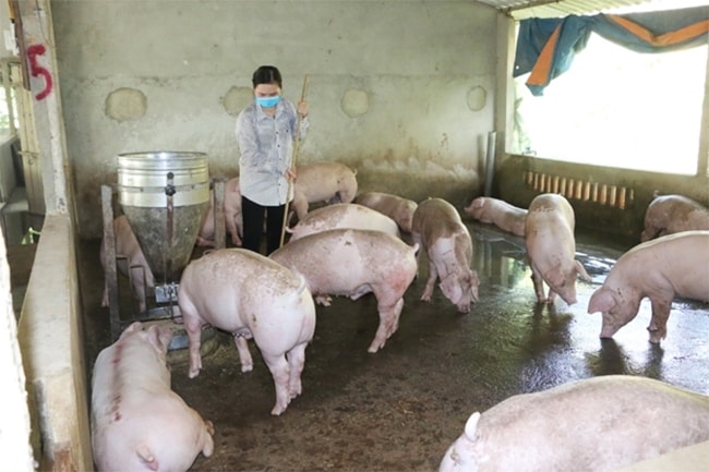Từ nguồn Quỹ Hỗ trợ nông dân của Trung ương hội và Tỉnh hội ủy thác, Hội Nông dân huyện đã tín chấp cho gần 200 hộ nông dân vay với nguồn vốn gần 2,4 tỷ đồng