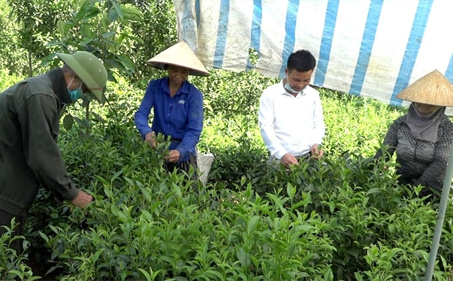 Ông Nhâm Văn Cheng thu hái chè cùng gia đình. Ông Nhâm Văn Cheng thu hái chè cùng gia đình.