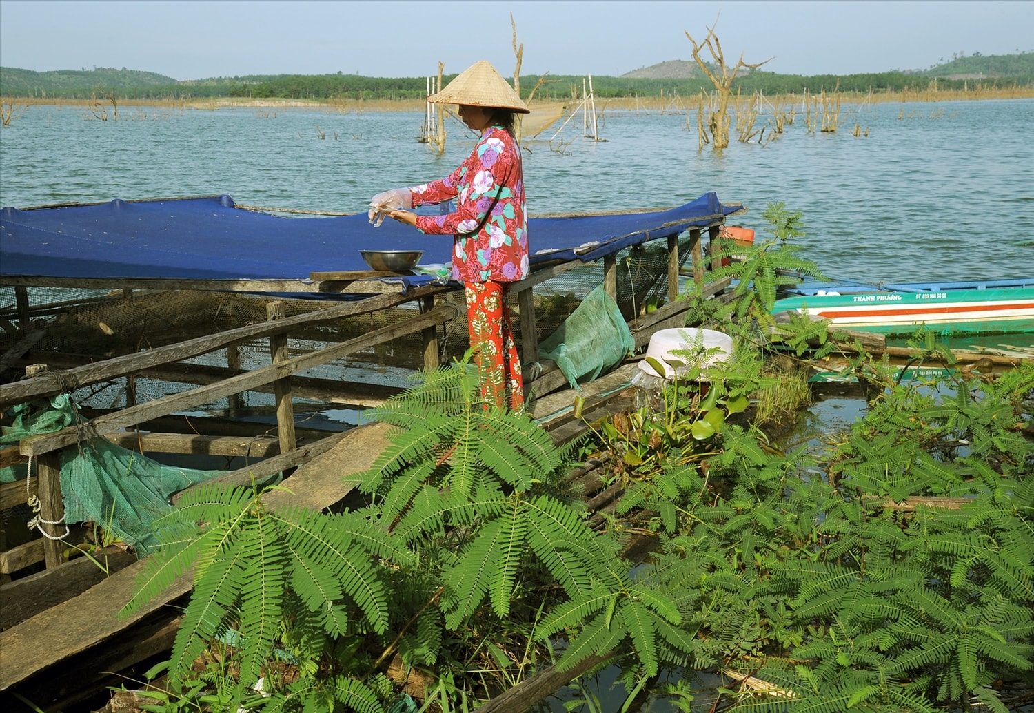 Cây điên điển miền Tây được trồng tại làng chài