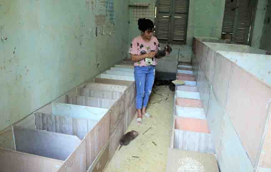 Chị Mỹ kiểm tra sự sinh trưởng của dúi.