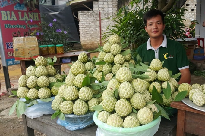Vùng sản xuất na tập trung tại các huyện: Chi Lăng, Hữu Lũng với diện tích trên 3.500 ha, trong đó hơn 400 ha na được chứng nhận sản xuất theo tiêu chuẩn VietGAP Vùng sản xuất na tập trung tại các huyện: Chi Lăng, Hữu Lũng với diện tích trên 3.500 ha, trong đó hơn 400 ha na được chứng nhận sản xuất theo tiêu chuẩn VietGAP