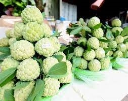 Na Chi Lăng luôn được khách hàng ưa chuộng bởi vị ngon, ngọt được “chắt lọc” từ những tinh túy của núi rừng Na Chi Lăng luôn được khách hàng ưa chuộng bởi vị ngon, ngọt.