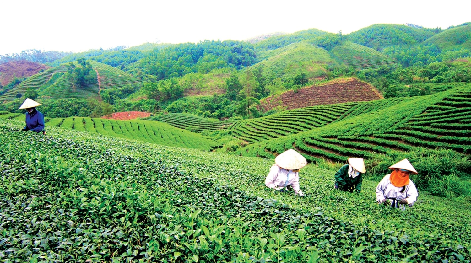 50% lao động tại Công ty TNHH Thuấn Quỳnh là người dân tộc thiếu số tại địa bàn và các huyện lân cận, có thu nhập ổn định 5-7 triệu đồng/tháng
