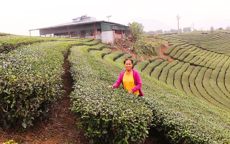 Bà Hà Ngọc Quỳnh, nữ doanh nhân cả đời gắn bó với vùng chè huyện Hải Hà, tỉnh Quảng Ninh