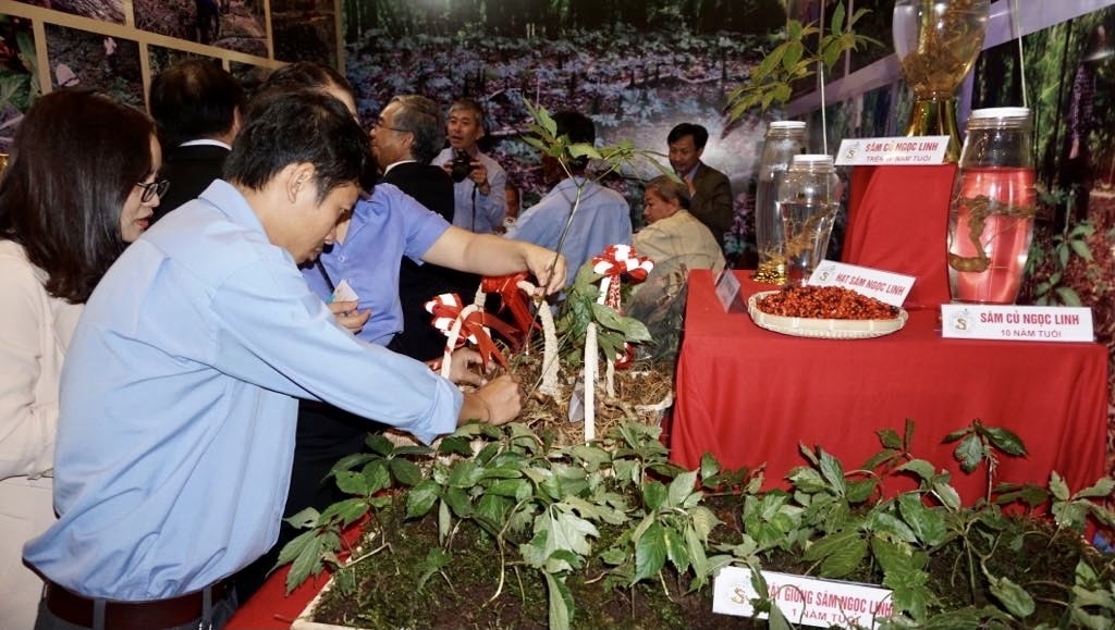 Sâm Ngọc Linh Kon Tum được cấp Giấy chứng nhận đăng ký nhãn hiệu cho chủ Giấy chứng nhận là UBND tỉnh Kon Tum. Sâm Ngọc Linh Kon Tum được cấp Giấy chứng nhận đăng ký nhãn hiệu cho chủ Giấy chứng nhận là UBND tỉnh Kon Tum.