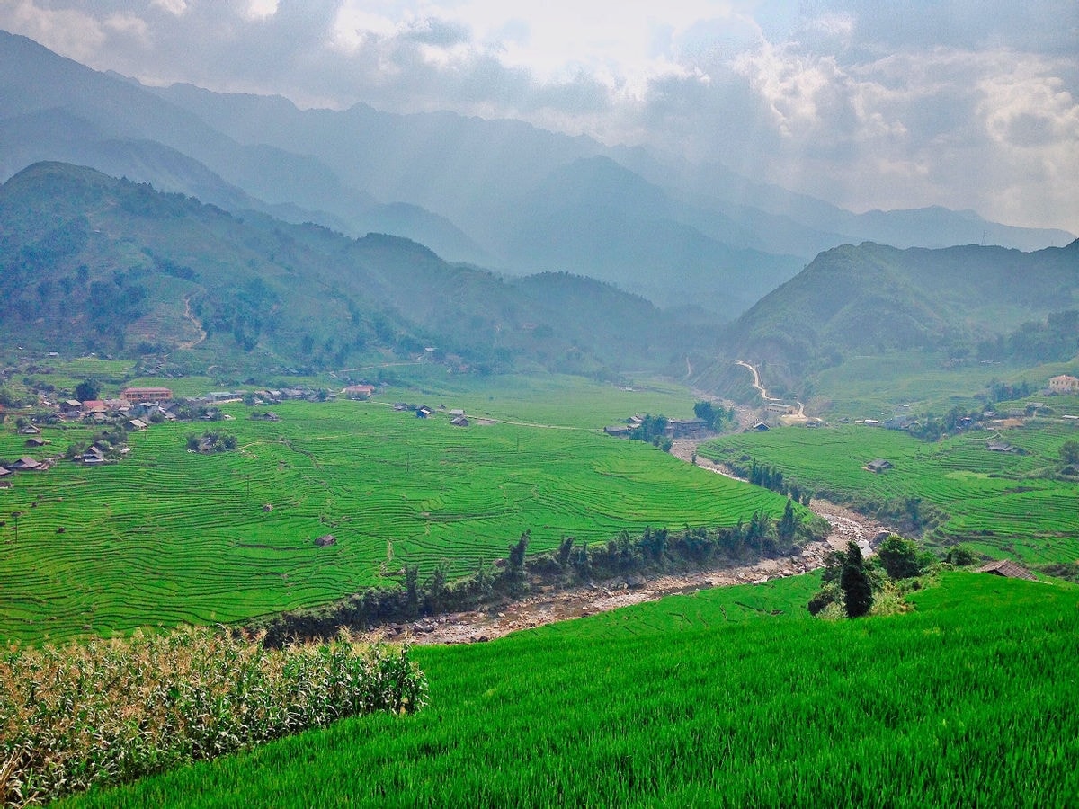 Những “cung đàn” lúa xanh như bừng sáng lên dưới nắng hè