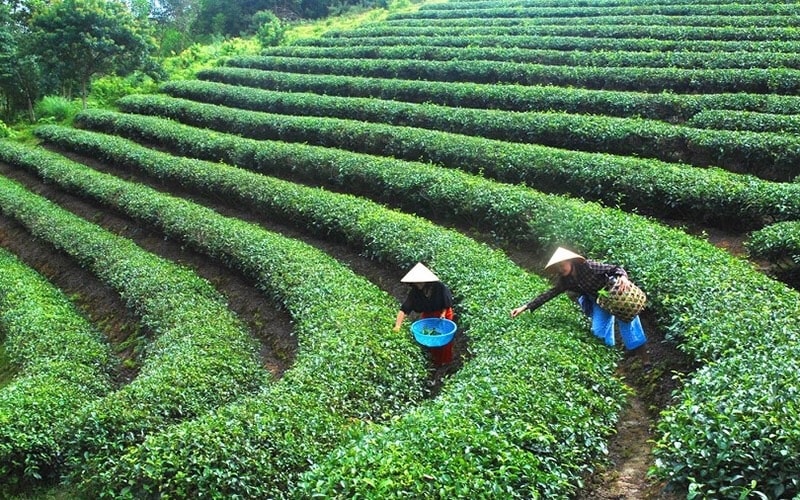 Để làm nên thương hiệu chè Minh Sáng, thì khâu thu hái chỉ được phép làm thủ công