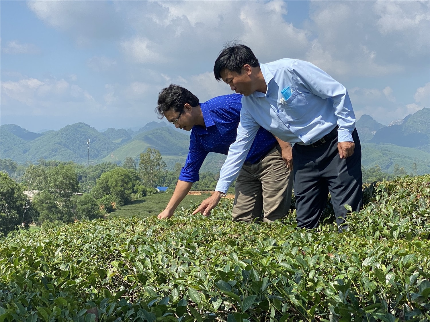 Lãnh đạo xã Hùng Sơn kiểm tra đồi chè sau thu hoạch