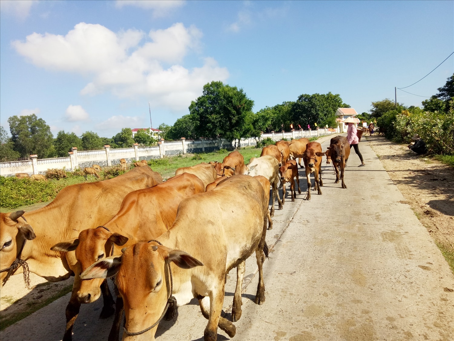 Chăn nuôi gia súc ở Ea Lâm phát triển mạnh. (Ảnh H.H Thế) Chăn nuôi gia súc ở Ea Lâm phát triển mạnh. (Ảnh H.H Thế)