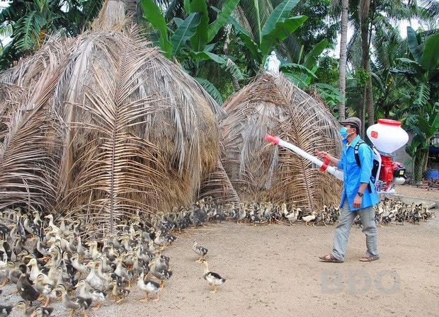 Phun thuốc khử trùng sau mưa bão để phòng, chống dịch bệnh cho vật nuôi. Ảnh minh họa