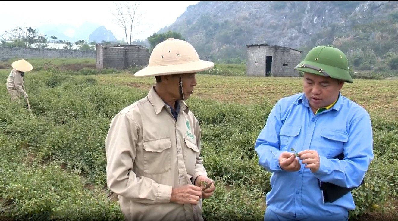 Anh Phan Trung Kiên (áo xanh) bên  vườn cà gai leo sạch của Công ty cổ phần nông nghiệp công nghệ cao Thăng Long