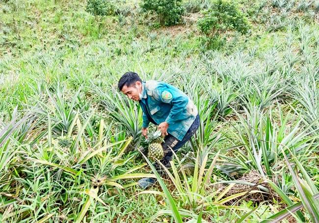 Cây dứa có nhiều tiềm năng phát triển ở Đam Rông