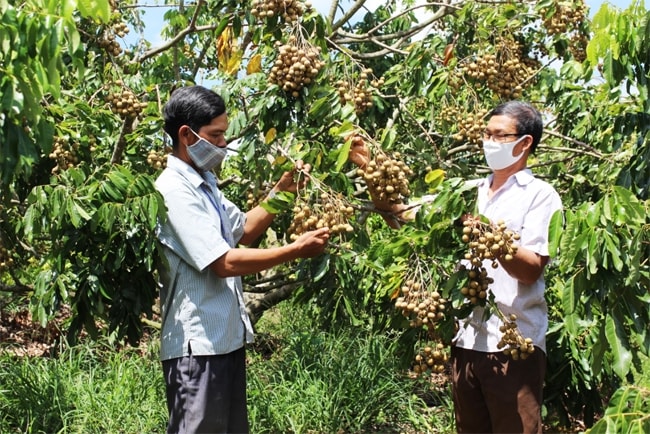 Trồng và mở rộng diện tích cây ăn quả là hướng thoát nghèo của người dân xã Yang Trung