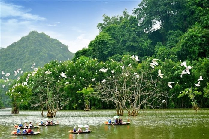 Du khách có thể du ngoạn trên thuyền để ngắm từng đàn cò trắng bay về tổ Du khách có thể du ngoạn trên thuyền để ngắm từng đàn cò trắng bay đi kiếm ăn và bay về tổ
