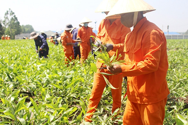 Các học viên tại Cơ sở Điều trị nghiện ma túy tỉnh Đồng Nai (đóng tại xã Suối Cao, huyện Xuân Lộc) tham gia lao động trị liệu 