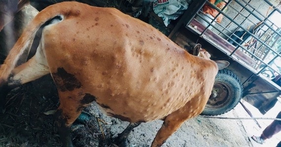 Bệnh viêm da nổi cục trên bò đã xuất hiện tại các xã Mỹ Quý Tây, Mỹ Thạnh Đông và Bình Hòa Bắc.
