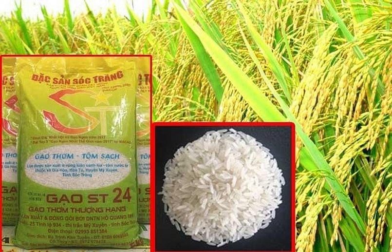 Gạo ST 24 là đặc sản nổi tiếng của tỉnh Sóc Trăng được người tiêu dùng ưa chuộng Gạo ST 24 là đặc sản nổi tiếng của tỉnh Sóc Trăng được người tiêu dùng ưa chuộng