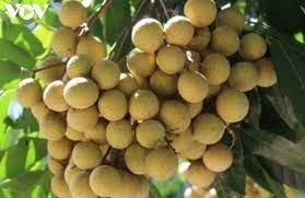 Nhãn là một trong những nông sản chính của tỉnh Đồng Tháp và Sóc Trăng Nhãn là một trong những nông sản chính của tỉnh Đồng Tháp và Sóc Trăng