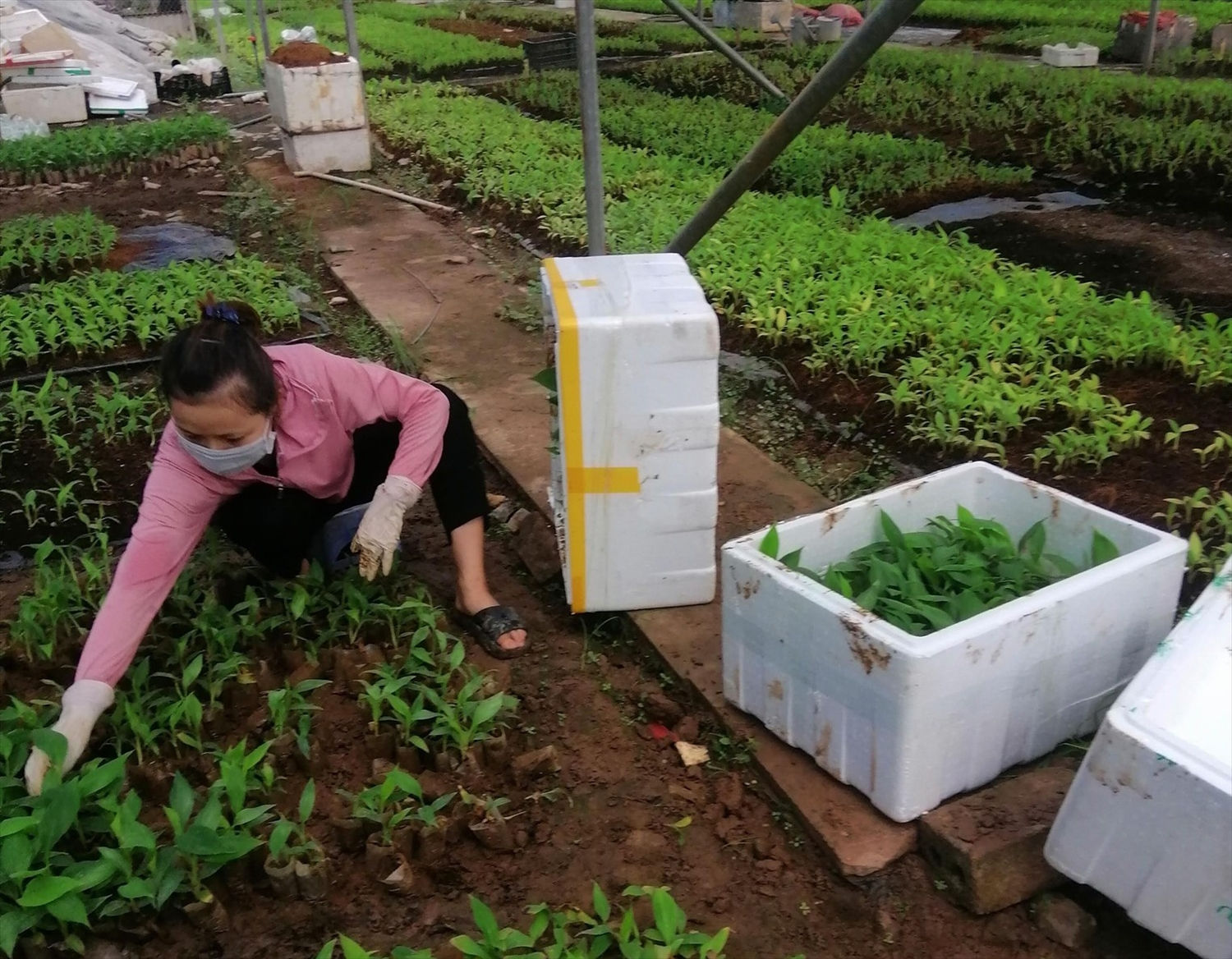 Nông dân chăm sóc vườn ươm cây giống 