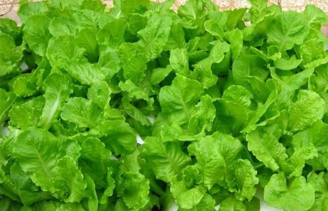 Tháng 8 nên trồng những loại rau, củ, quả gì?