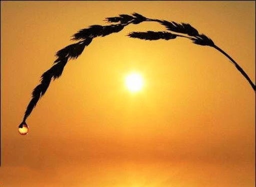 Lúa càng nhiều hạt càng cúi thấp, người càng tài giỏi càng khiêm cung Lúa càng nhiều hạt càng cúi thấp, người càng tài giỏi càng khiêm cung