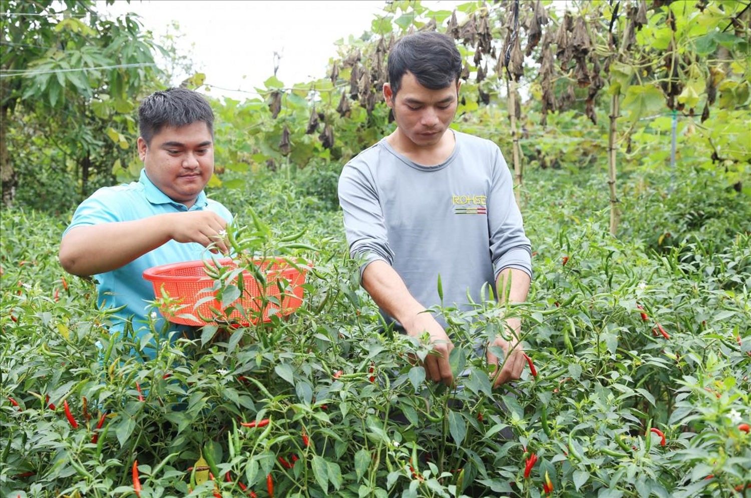 Mô hình khởi nghiệp nông nghiệp sạch của các bạn trẻ dân tộc Ê đê trên địa bàn tỉnh Đăk Lăk