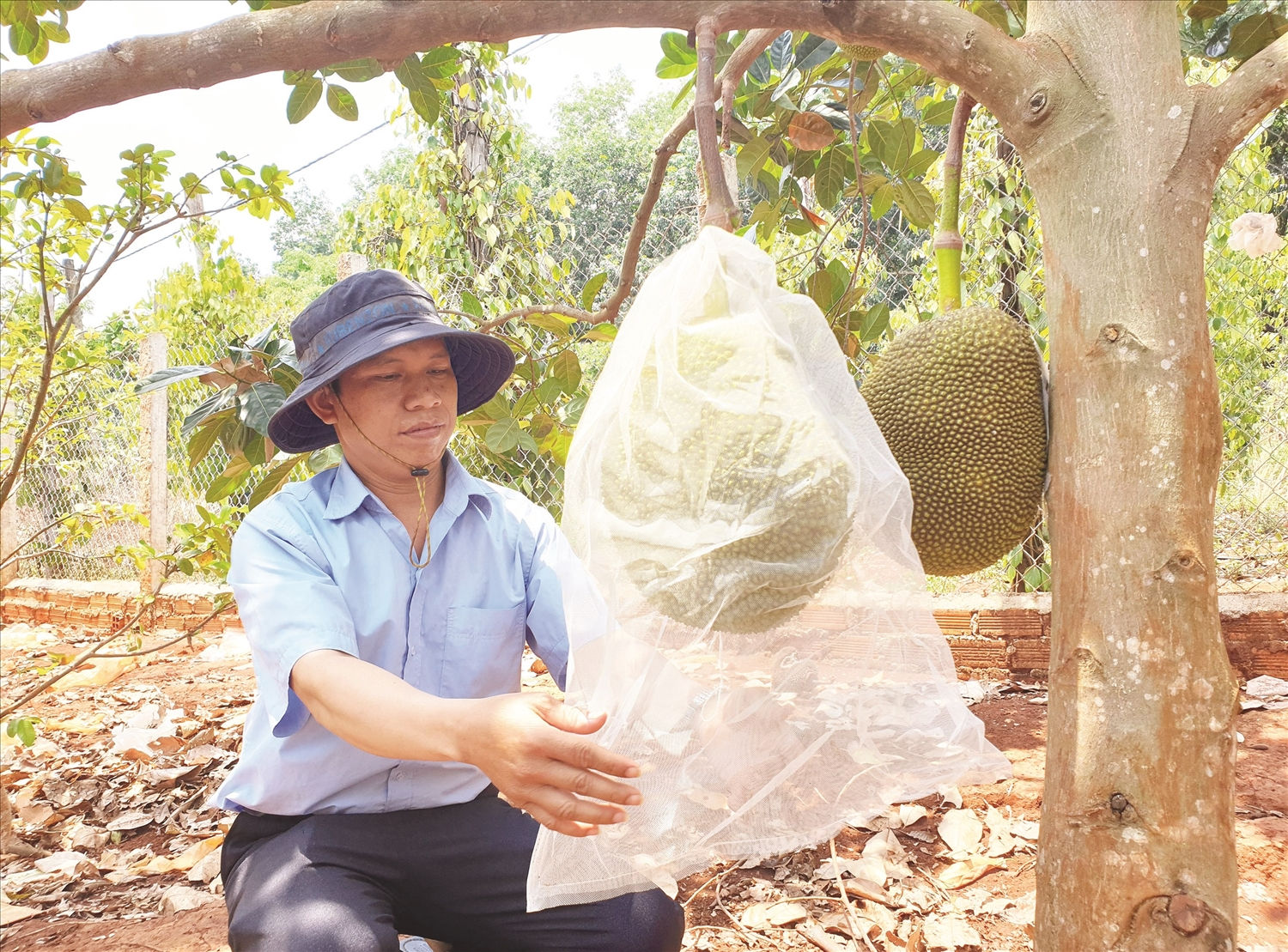 Vượt qua khó khăn, anh Kpă Meo dân tộc Jrai thành công mô hình cây công nghiệp và cây ăn quả
