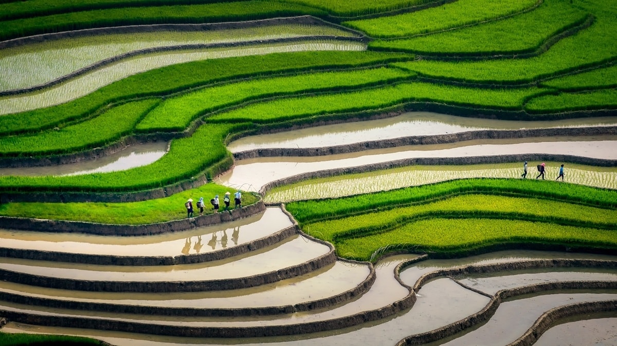 Ruộng bậc thang Mù Cang Chải vào mùa nước đổ