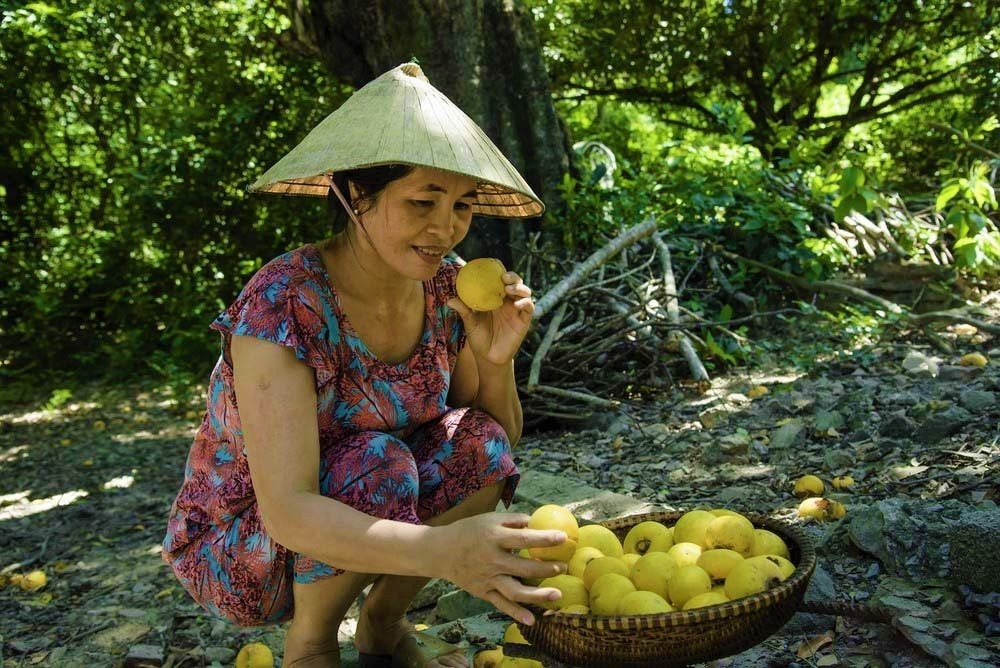 Mùa thị chín (Ảnh minh họa)