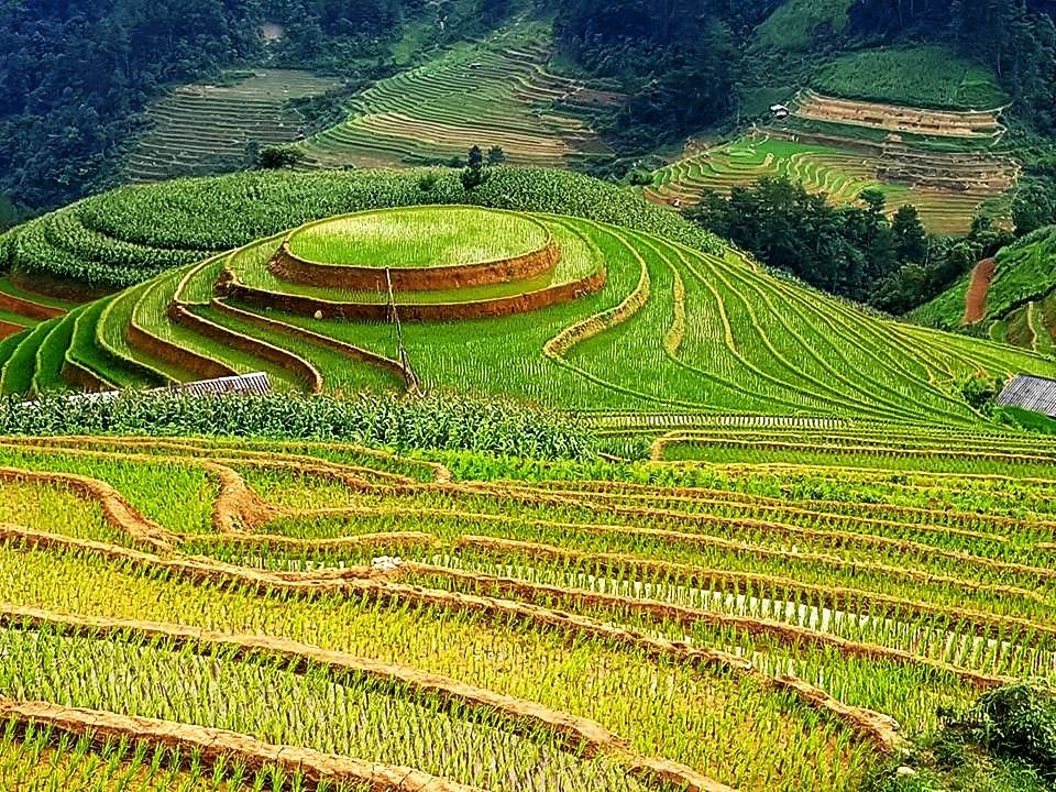 Ruộng bậc thang Mù Cang Chải thơ mộng trong sắc mạ non