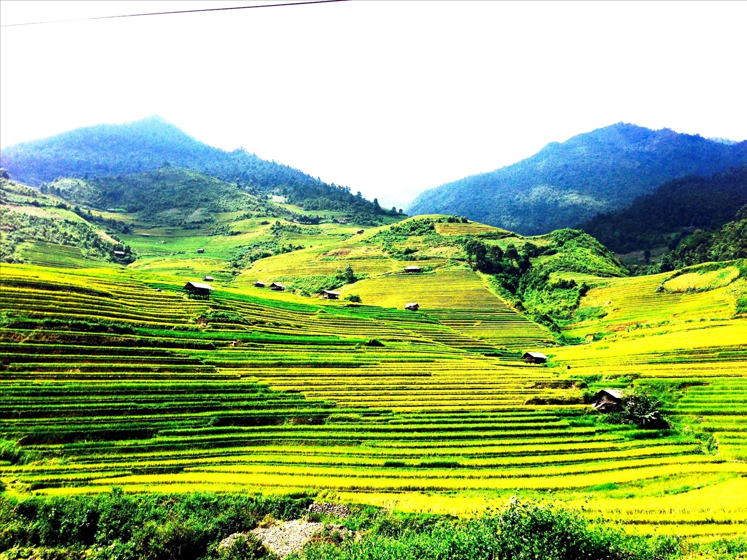 Những sóng lúa vàng óng ả trên những triền ruộng bậc thang Mù Cang Chải