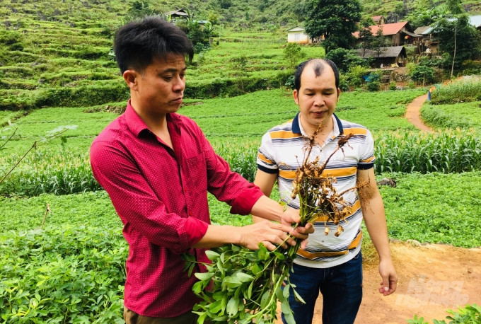 Cây lạc L14 phát triển tốt tại các nương rẫy khô cằn ở vùng Lục Khu Hà Quảng