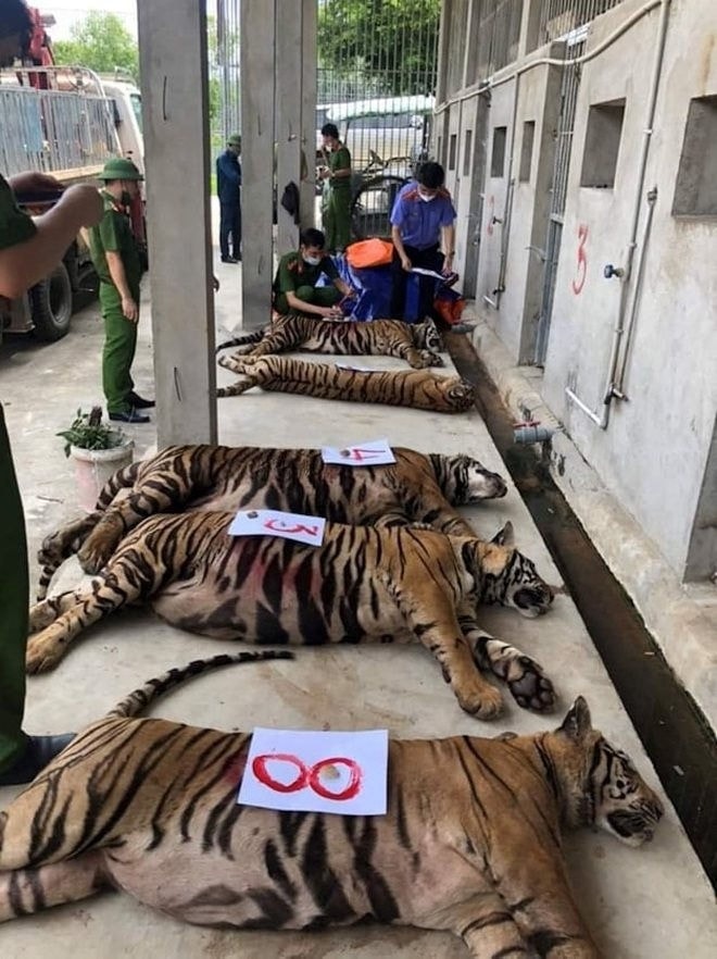 Với số lượng hổ lớn, mỗi con nặng hàng tạ bị phát hiện khiến dư luận đặt dấu hỏi về trách nhiệm trong công tác quản lý của chính quyền địa phương Với số lượng hổ lớn, mỗi con nặng hàng tạ bị phát hiện khiến dư luận đặt dấu hỏi về trách nhiệm trong công tác quản lý của chính quyền địa phương