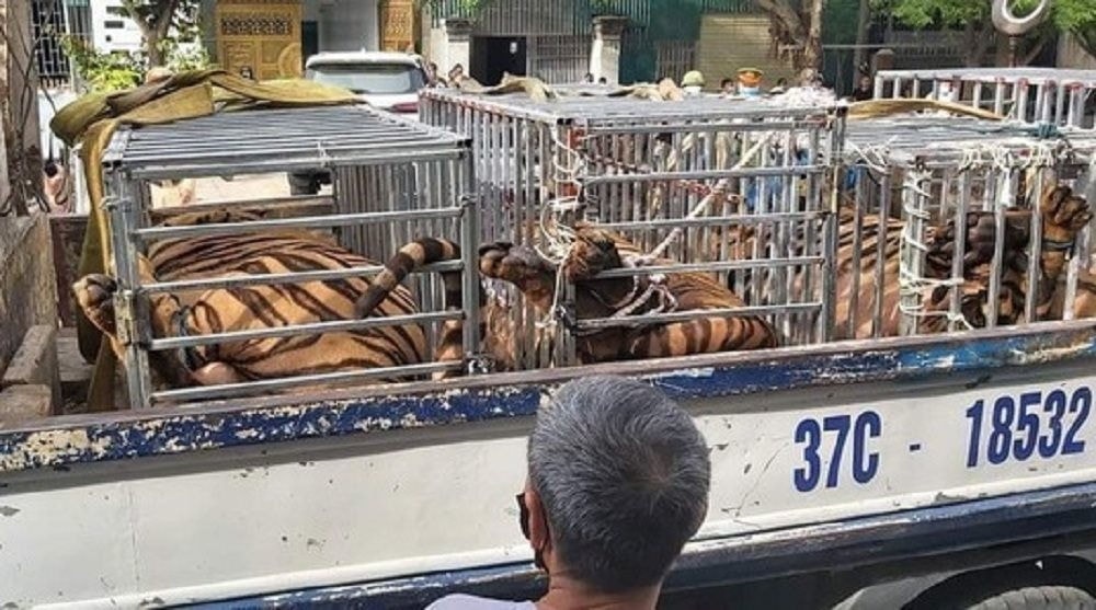 17 con hổ nuôi nhốt trái phép vừa được phát hiện tại huyện Yên Thành 17 con hổ nuôi nhốt trái phép vừa được phát hiện tại huyện Yên Thành