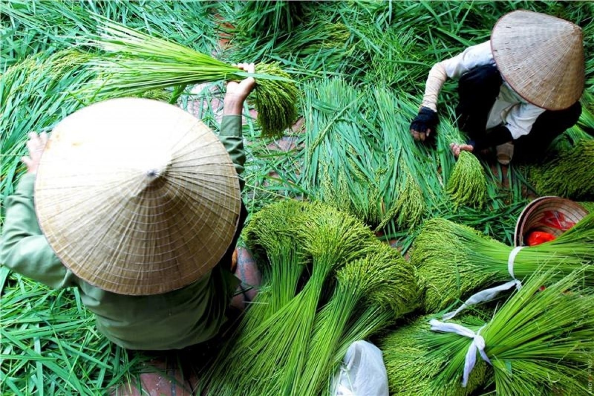Công đoạn làm cốm