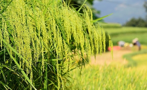 Cánh đồng lúa nếp nặng trĩu bông