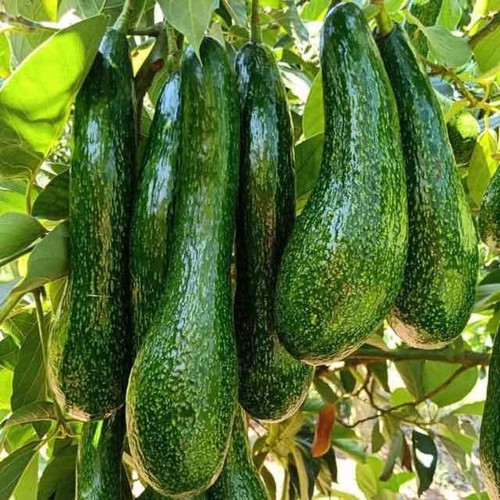 Cùng với sầu riêng, trái bơ cũng là nông sản chủ lực của người dân Đắk Lắk