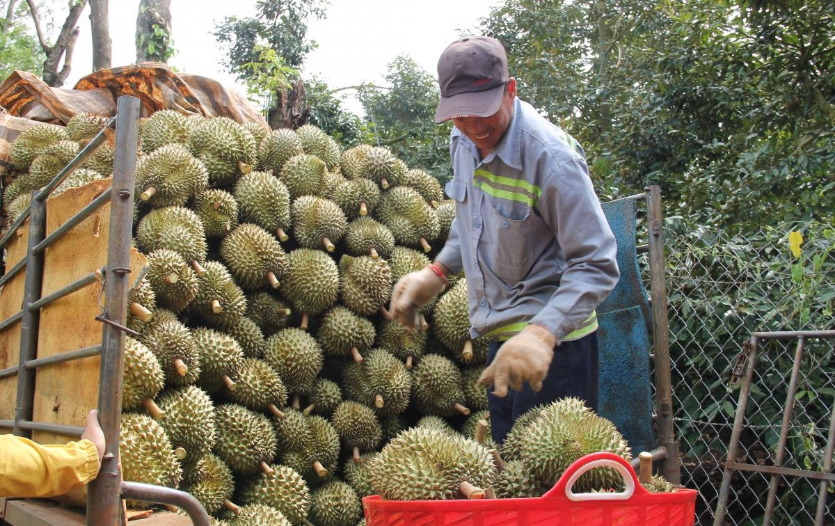 Tỉnh Đắk Lắk có hơn 12.000 ha sầu riêng, sản lượng dự kiến 103.000 tấn; Thời vụ thu hoạch tập trung từ tháng 8 đến tháng 10/2021. Ảnh: BĐL