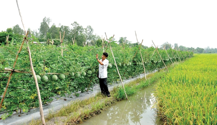 Mô hình nông nghiệp thích ứng với biến đổi khí hậu Mô hình nông nghiệp thích ứng với biến đổi khí hậu