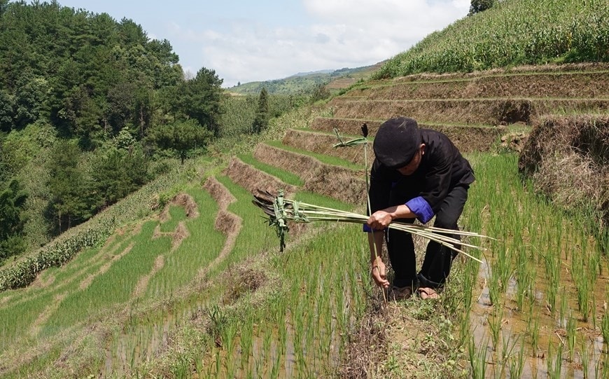 Cắm cây lâu xuống bờ của các thửa ruộng với hy vọng cây lúa trên ruộng sẽ sống tươi tốt và phát triển như cây lâu. (Ảnh: Tuấn Anh/TTXVN)