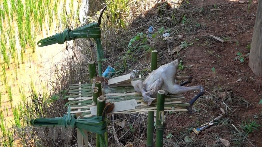 Lễ vật để cúng ruộng gồm 1 con gà trống, rượu, hương, giấy bạc mã. (Ảnh: Tuấn Anh/TTXVN)