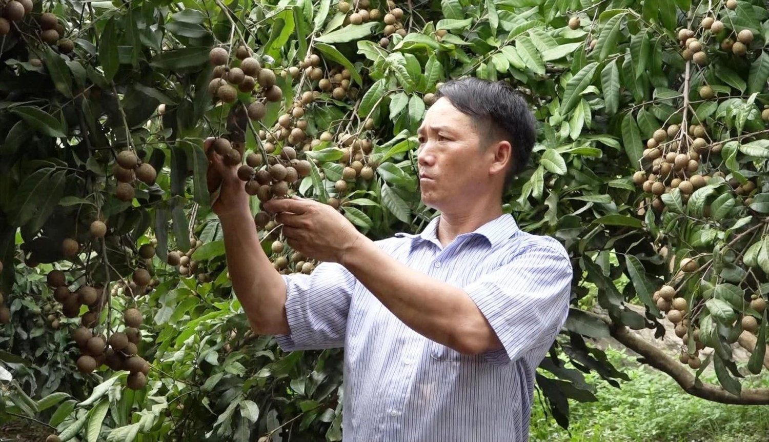 Ông Sùng Dìu Sì chăm sóc vườn nhãn. (Ảnh do nhân vật cung cấp) Ông Sùng Dìu Sì chăm sóc vườn nhãn. (Ảnh do nhân vật cung cấp)