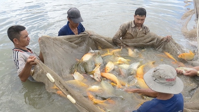 Kỹ thuật nuôi cá chép giòn hiệu quả