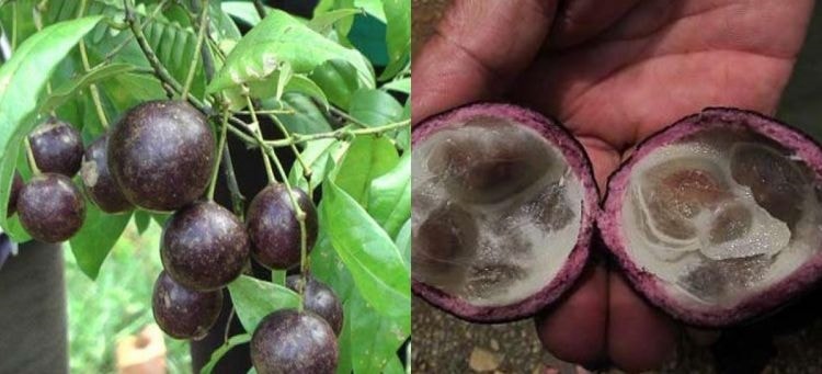 Tuyệt đối không ăn quả Hồng Châu cũng như các loại quả dại khác  để phòng tránh ngộ độc
